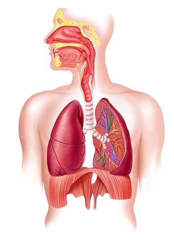 מערכת הנשימה